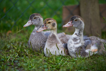 Young ducks