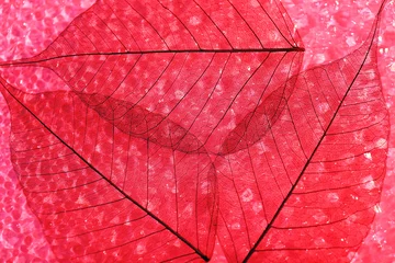 Crédence de cuisine en verre imprimé Feuille de veine décorative Fond de feuilles de squelette rouge