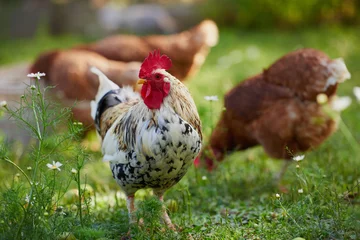 Afwasbaar Fotobehang Kip rooster or chicken on traditional free range poultry farm