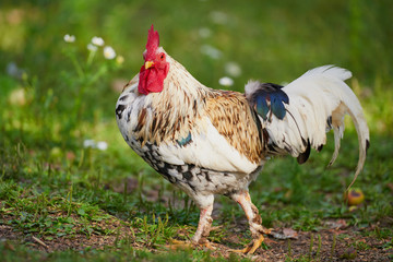 rooster or chicken on traditional free range poultry farm