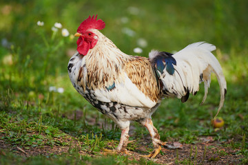 rooster or chicken on traditional free range poultry farm