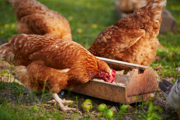 Chickens on traditional free range poultry farm