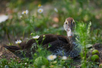 Young duck