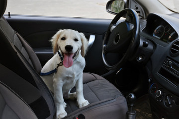Cute Labrador retriever dog in car