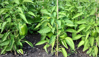jardin potager