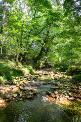 Pebbles and stream through a forest