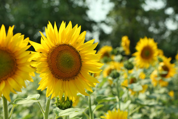 Sunflower field