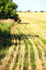 Fototapeta na wymiar Mowing grass on field