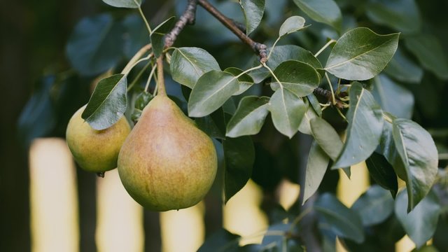 PEAR on the tree