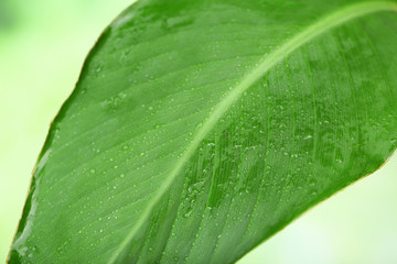 Fresh green leaf with drops on nature background