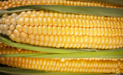 Freshly harvested corn on wooden background, corn oil