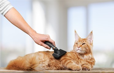 Grooming, cat, kitten.