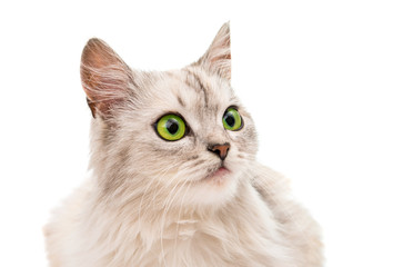 Fototapeta premium gray cat