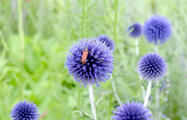 ヒゴタイの花に留まる昆虫