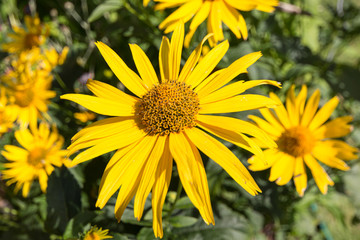 yellow flowers in nature closeup