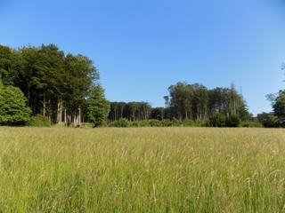 Fototapeta premium Meadow, deciduous forest and blue sky