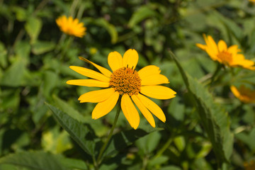 yellow flowers in nature closeup