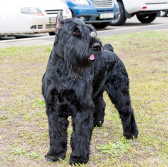 Giant schnauzer looks. The Giant schnauzer is on the grass in the park.