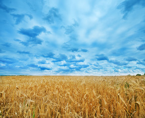 wheat field