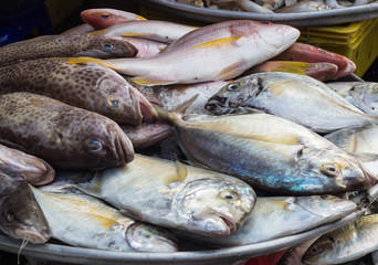 various  types of sea fish on the market