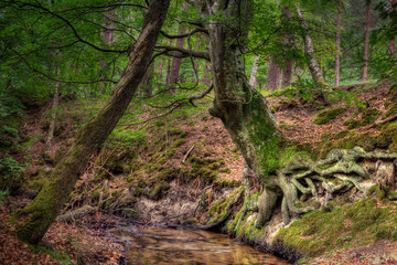 Dzikość Lasu  © Wojciech Lisiński