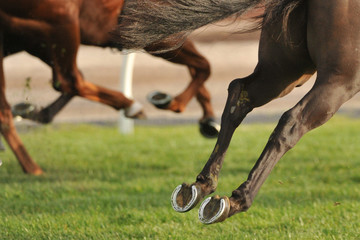 Horse racing action