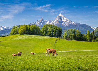 Idyllic summer landscape in the Alps with cow grazing