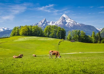 Gordijnen Idyllic summer landscape in the Alps with cow grazing © JFL Photography