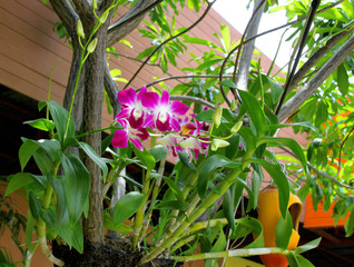 Fototapeta na wymiar orchid flowers in garden