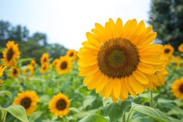 ひまわり（向日葵）