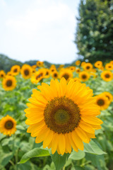 Obraz premium ひまわり（向日葵）