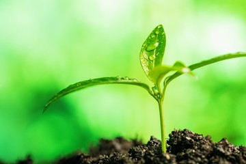 Growth, Plant, Biology.