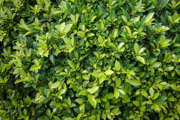 Green leaf wall texture  background