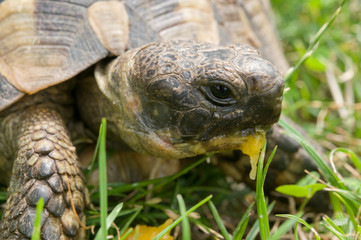 Turtle eats green grass