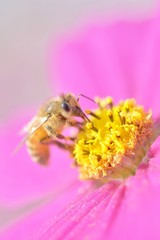 コスモスの花と蜂