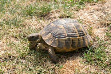 Turtle eats green grass