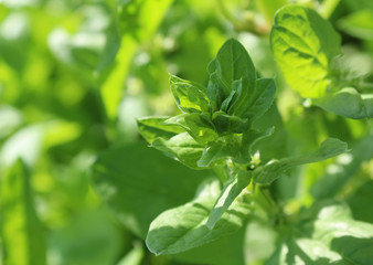 Fresh spinach with water drops