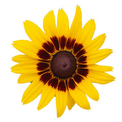 Coneflower isolated on white background