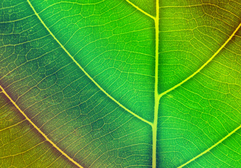 Pattern of leaf closeup for background