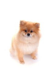 brown pomeranian dog isolated on white background, cute pet