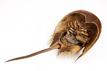Horseshoe Crab lie supine