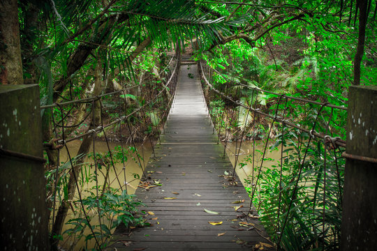 Wooden bridge to the jungle