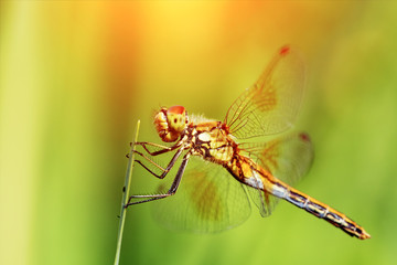 Closeup of a dragonfly seated on a leaves.