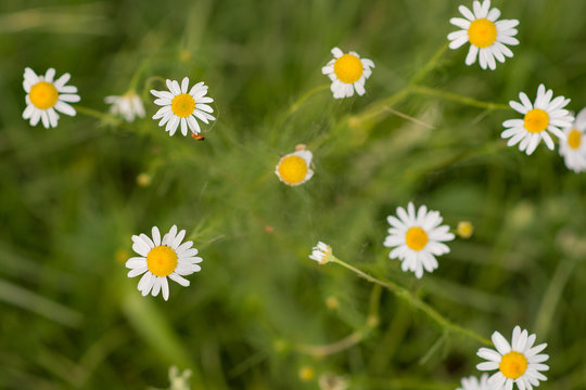 Detailed picture of chamomile, flower basket of a chamomile plant