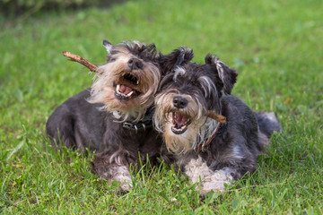 Naklejka na ściany i meble two black and silver miniature schnauzer dogs playing with the stick