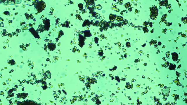 Assorted Farm soil bacteria sample under microscope 800x magnification.