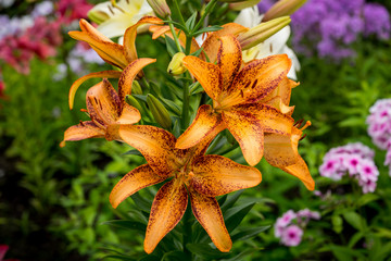 Beautiful Big Orange Fire Lily with Buds and Leafs closeup outdoors