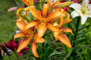 Beautiful Big Orange Fire Lily with Buds and Leafs closeup outdoors