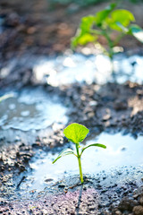 cucumber sprout