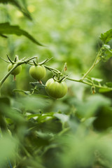 Tomato plant in backyard